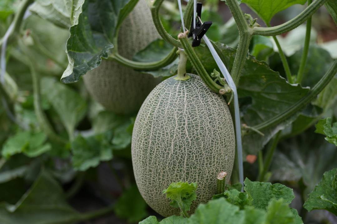 16899302671366.png 16899302671366.png